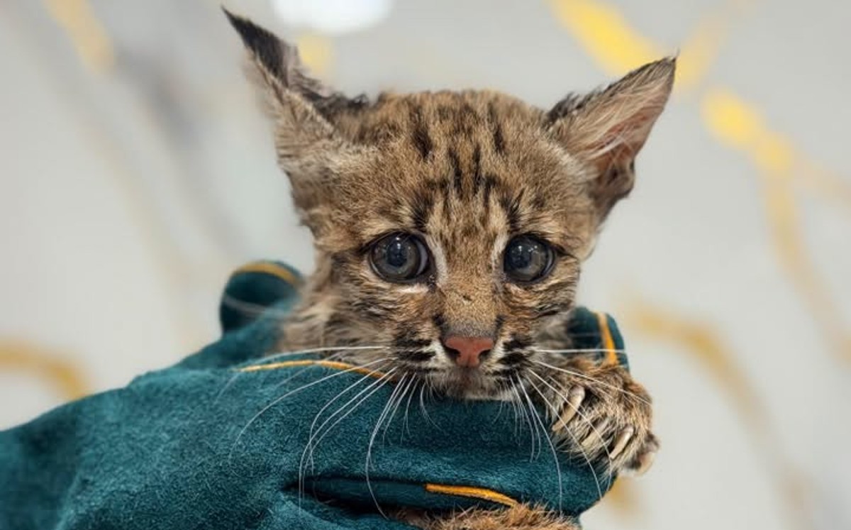 Cría de gato montés rescatada en Reynosa. | Facebook: Jesús Elias Ibarra Rodriguez