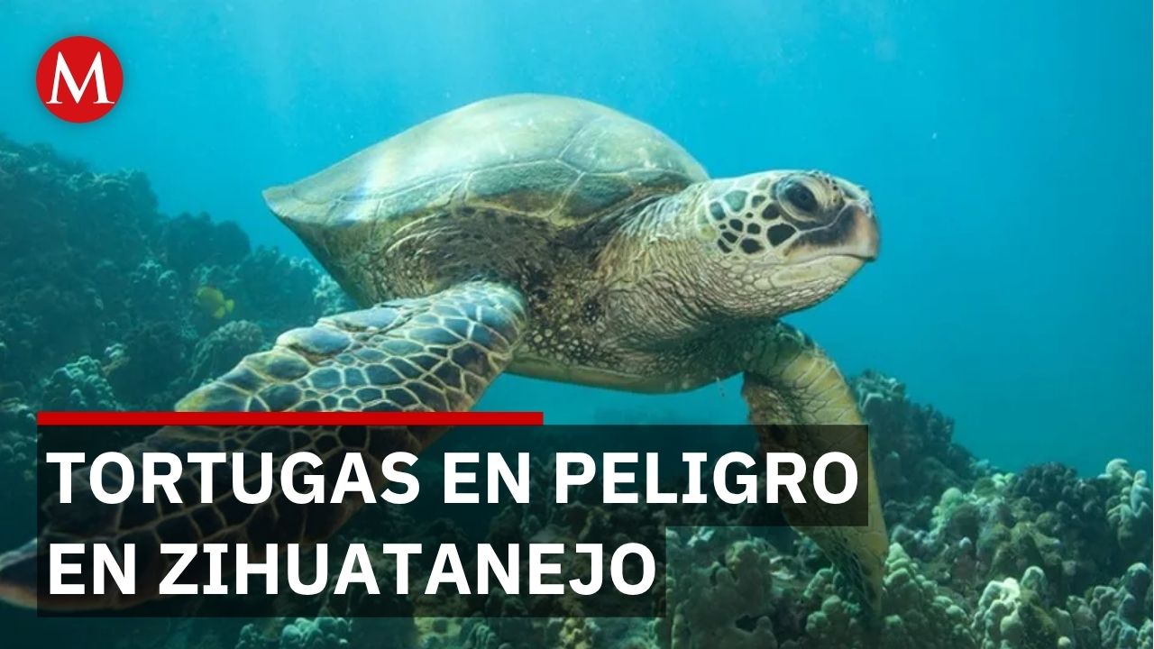 Descubren población de tortugas carey en Bahía de Zihuatanejo, Guerrero