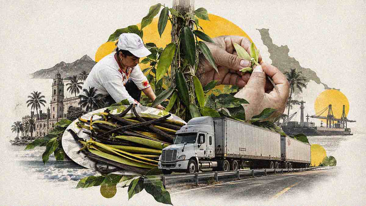 Papantla, donde alguna vez presumieron ser “la ciudad que perfuma al mundo”, los productores de vainilla ahora hablan de robos y amenazas | Especial