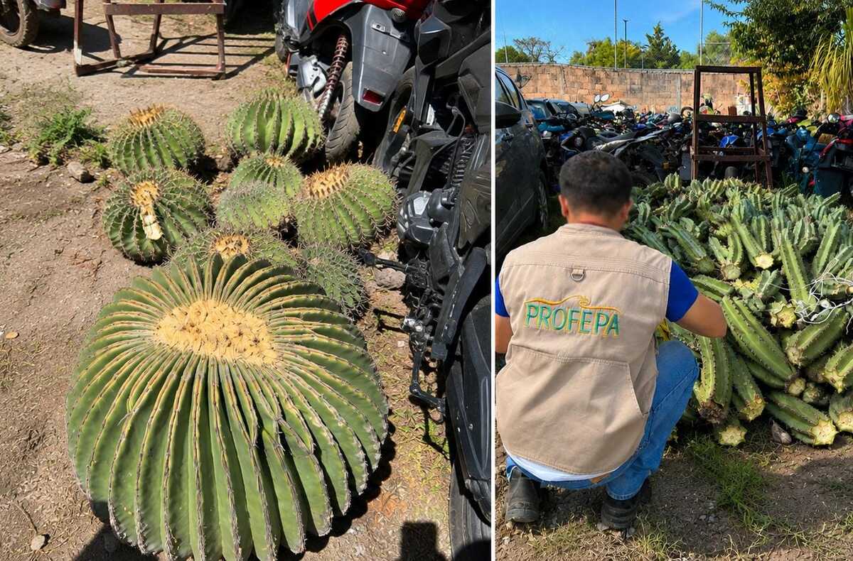 La biznaga burra es una especie considerada en peligro de extinción. (Cortesía)