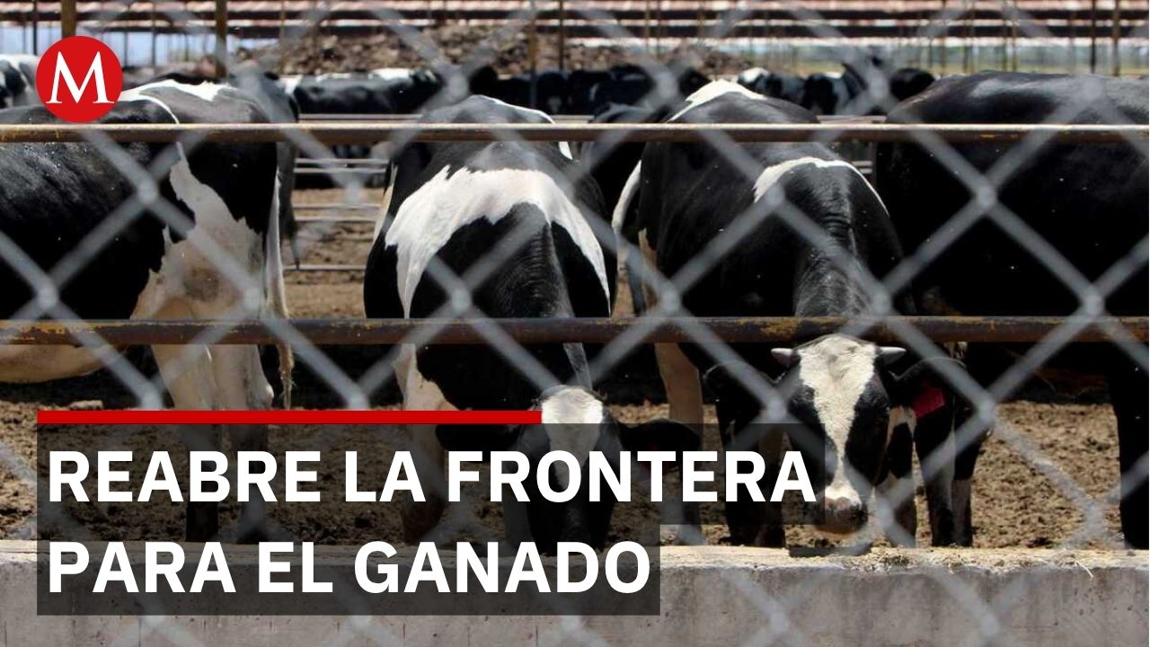 Ganaderos celebran reapertura fronteriza tras cierre que costó 3 mil millones