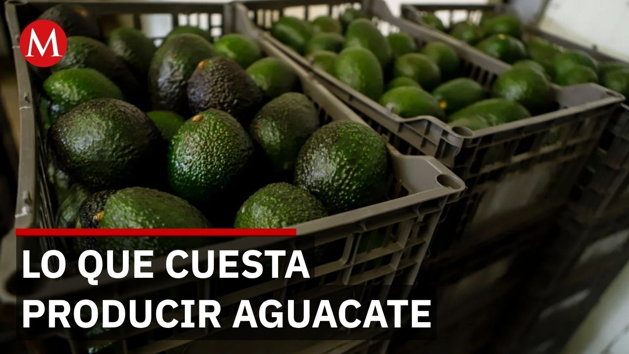 Estudio revela vínculo entre producción de aguacate y aumento de extorsiones en México