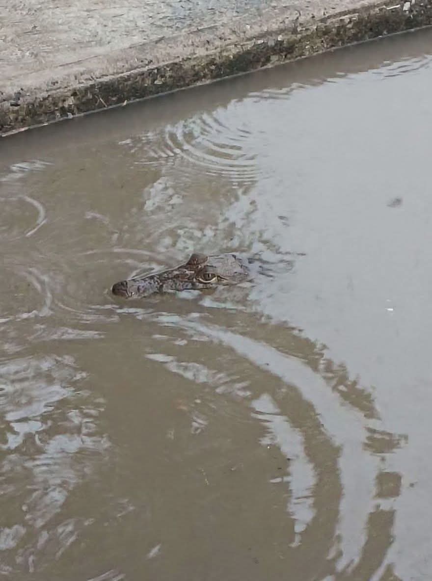 Tras las lluvias, los cocodrilos se hicieron presentes,  acechando frente a las puertas de los domicilios. | Foto: Pablo Reyes