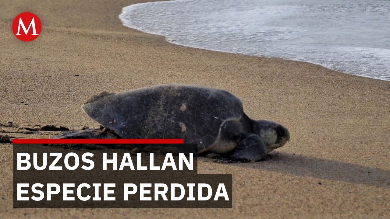Buzos descubren tortugas carey en extinción desconocidas por científicos en Zihuatanejo