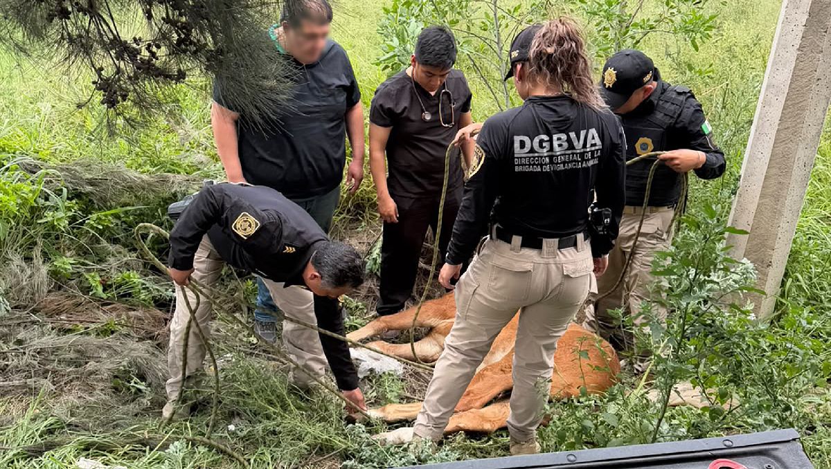 El caballo fue localizado acostado a un lado del arroyo vehicular. | Foto: SSC-CdMx