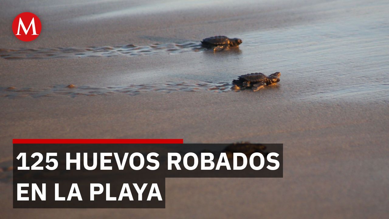 Pedro 'N' capturado con 125 huevos de tortuga marina en playa de Cihuatlán