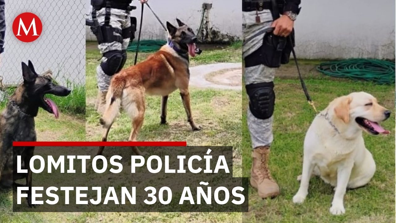 Escuadrón táctico canino de Zapopan celebra 30 años de innovación en seguridad