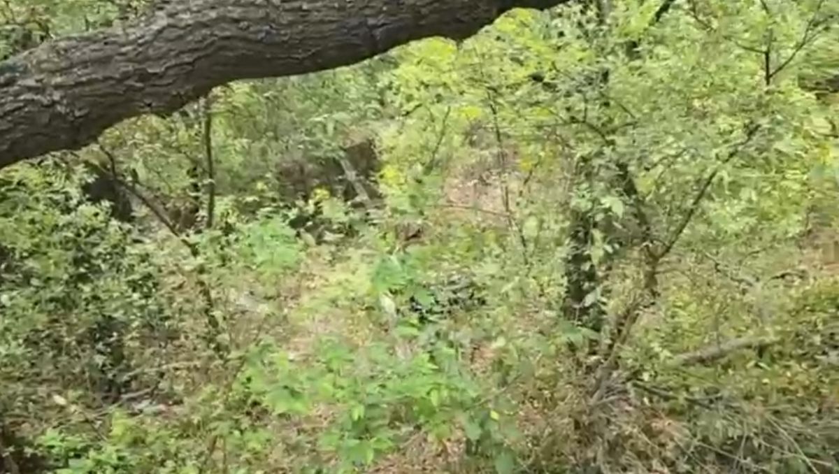Un oso ingresó a una vivienda en la colonia Bosques del Ángel en San Pedro y causó destrozos | Especial