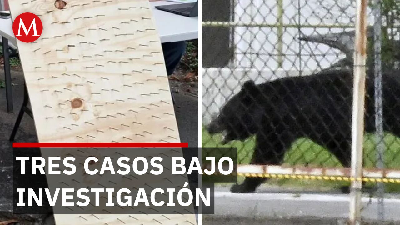 Osos en Nuevo León: polémica por medida de vecinos que pone en riesgo a animales