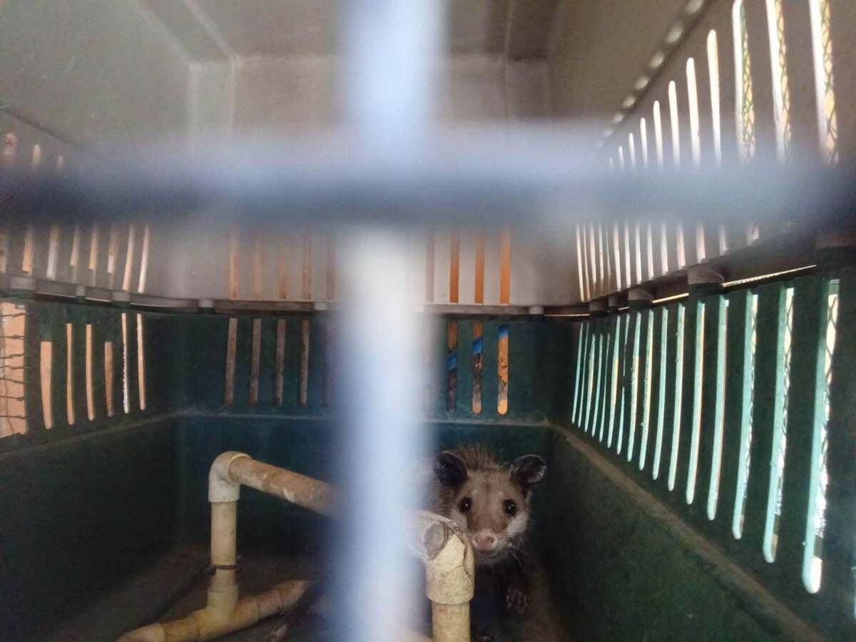 Rescatan a tlacuache que quedó atrapado en Torreón. (Foto: Protección Civil Torreón)