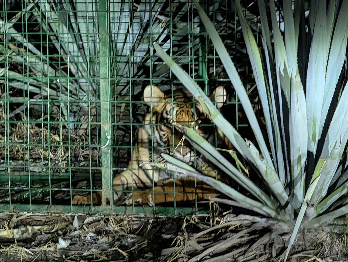 El tigre quedó bajo resguardo de las autoridades. (Cortesía Ayuntamiento de La Barc)