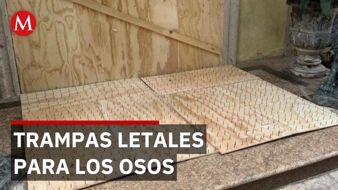 Activista denuncia trampas con clavos para osos en Nuevo León