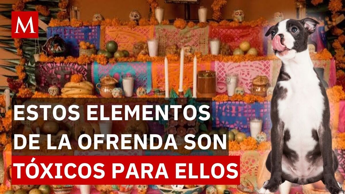 Estos alimentos y elementos de tu ofrenda pueden llegar a ser muy dañinos para las mascotas