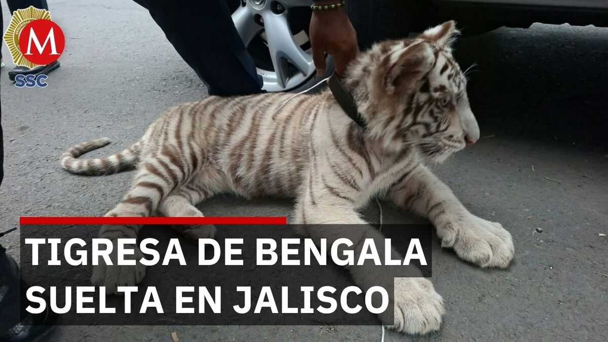 Capturan tigresa de Bengala en La Barca tras operativo de varios días