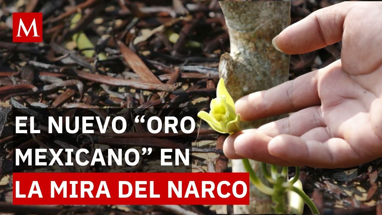 ¡Ya no huele a vainilla!: El crimen organizado asalta el 'oro mexicano' en Veracruz