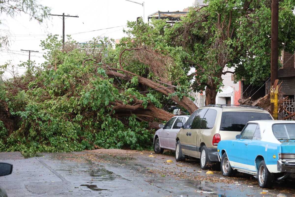 La lluvia registrada la tarde de este martes dejó árboles caídos en diferentes puntos de Torreón. (Verónica Rivera)