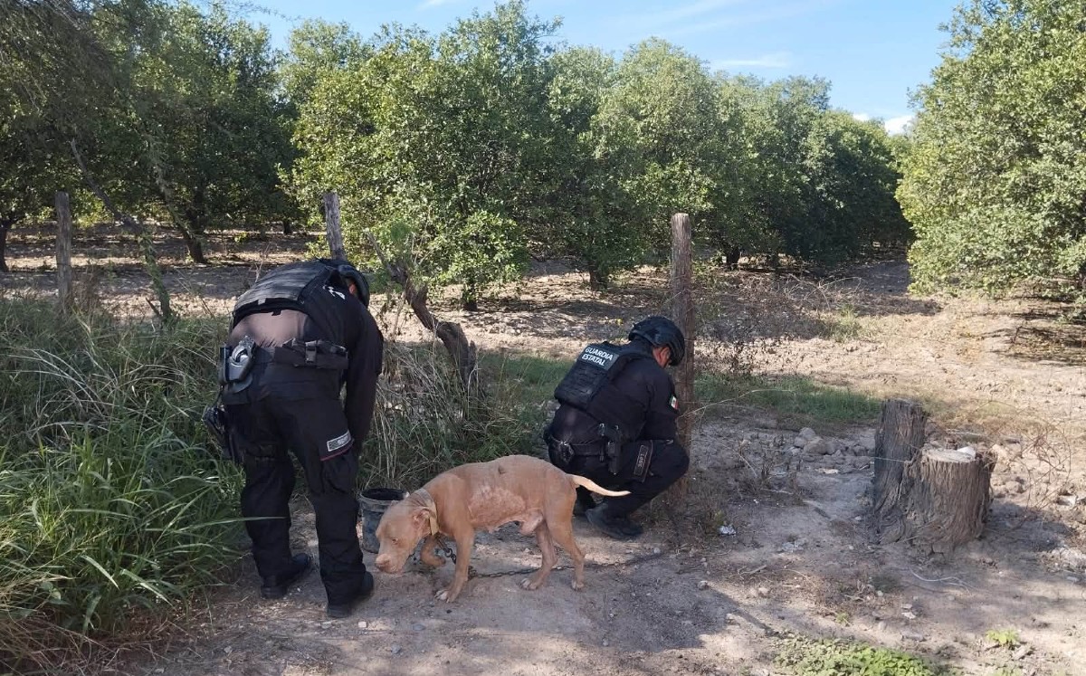 Perro es localizado sin agua y alimento dentro de una obra en Nuevo Padilla. | Facebook: SSPT