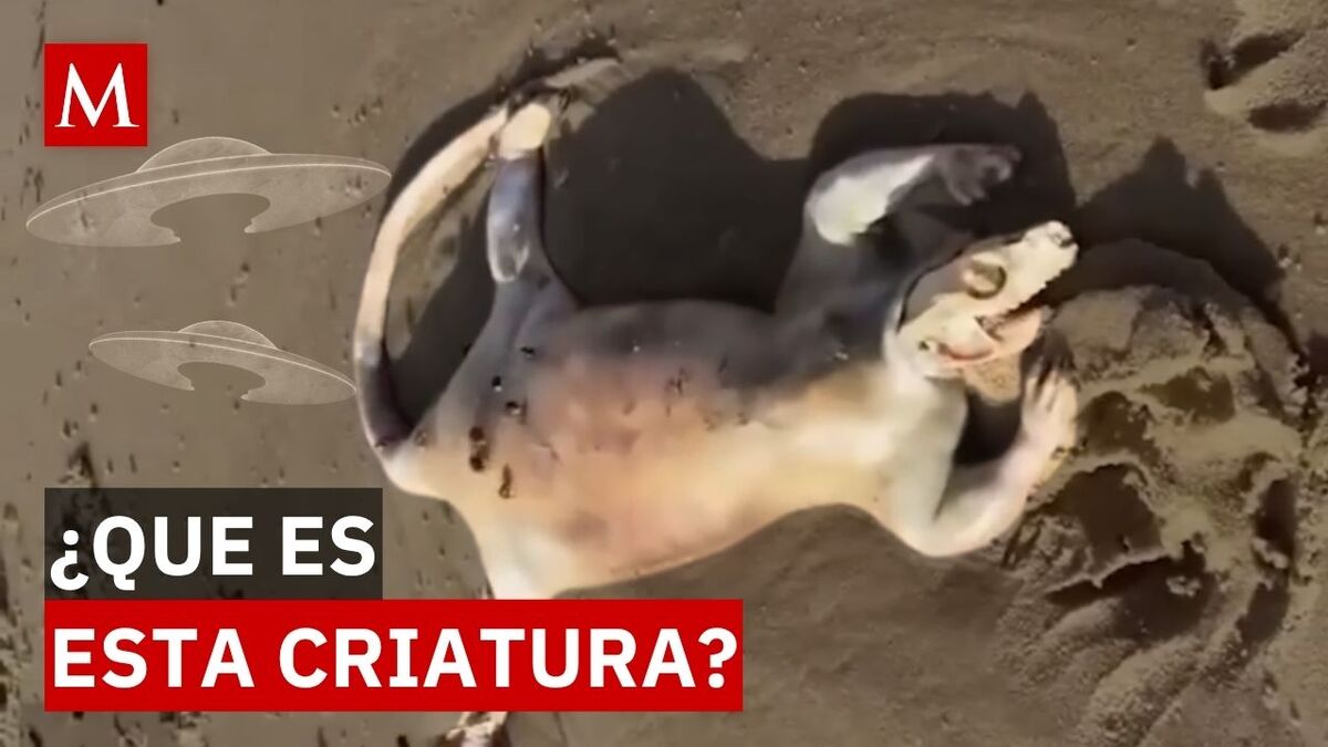 ¿Alien o animal? El extraño cadáver hallado en una playa de Australia que causó conmoción