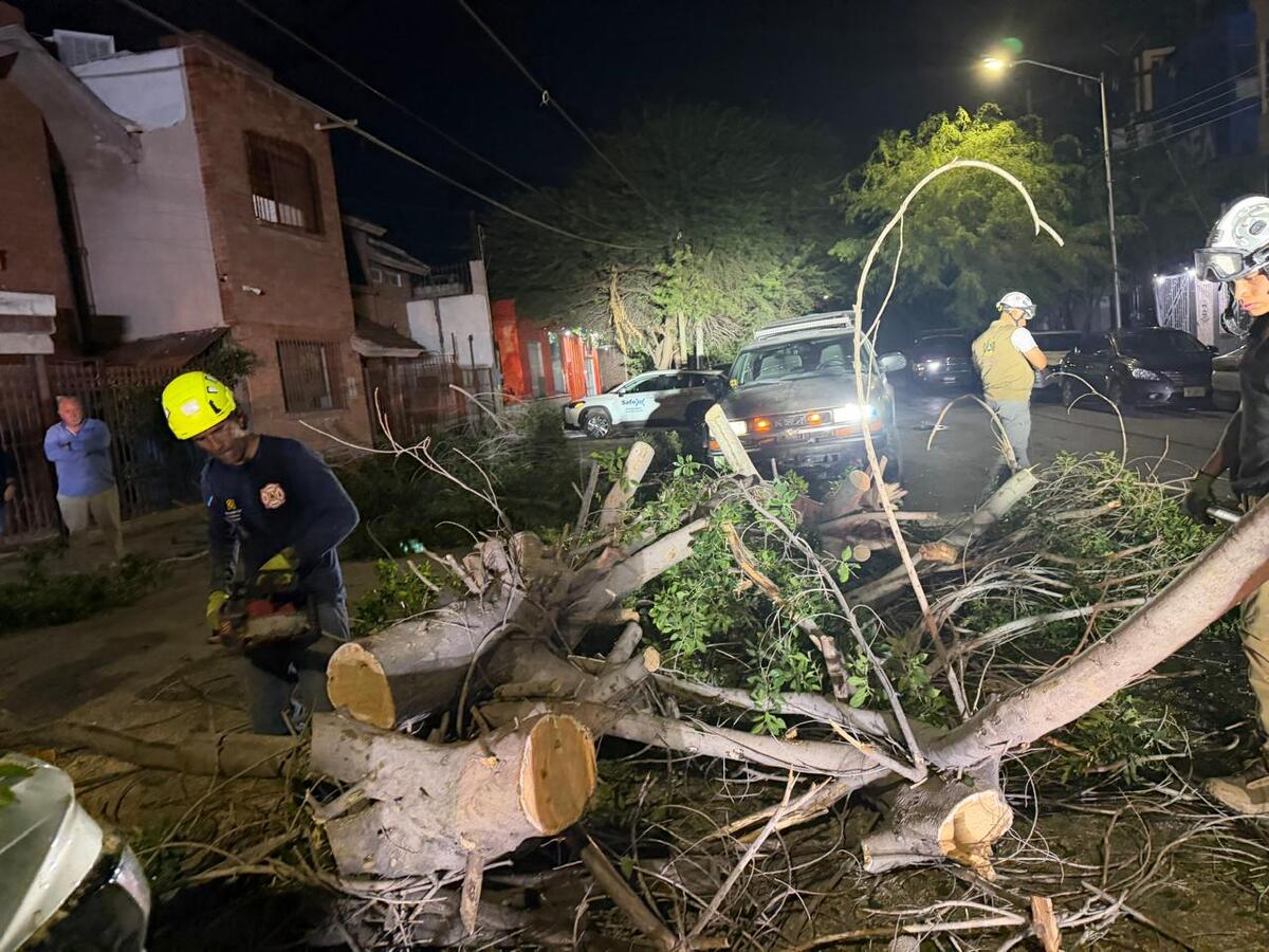 Árboles caídos en Torreón. | Fotos: Cortesía Protección Civil y Bomberos de Torreón