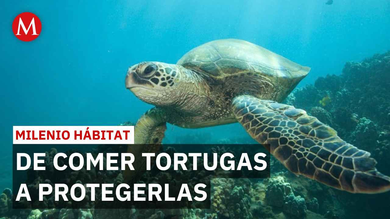 Don Nacho Maciel: El guardián que protege a la tortuga carey en Isla Ixtapa, Guerrero