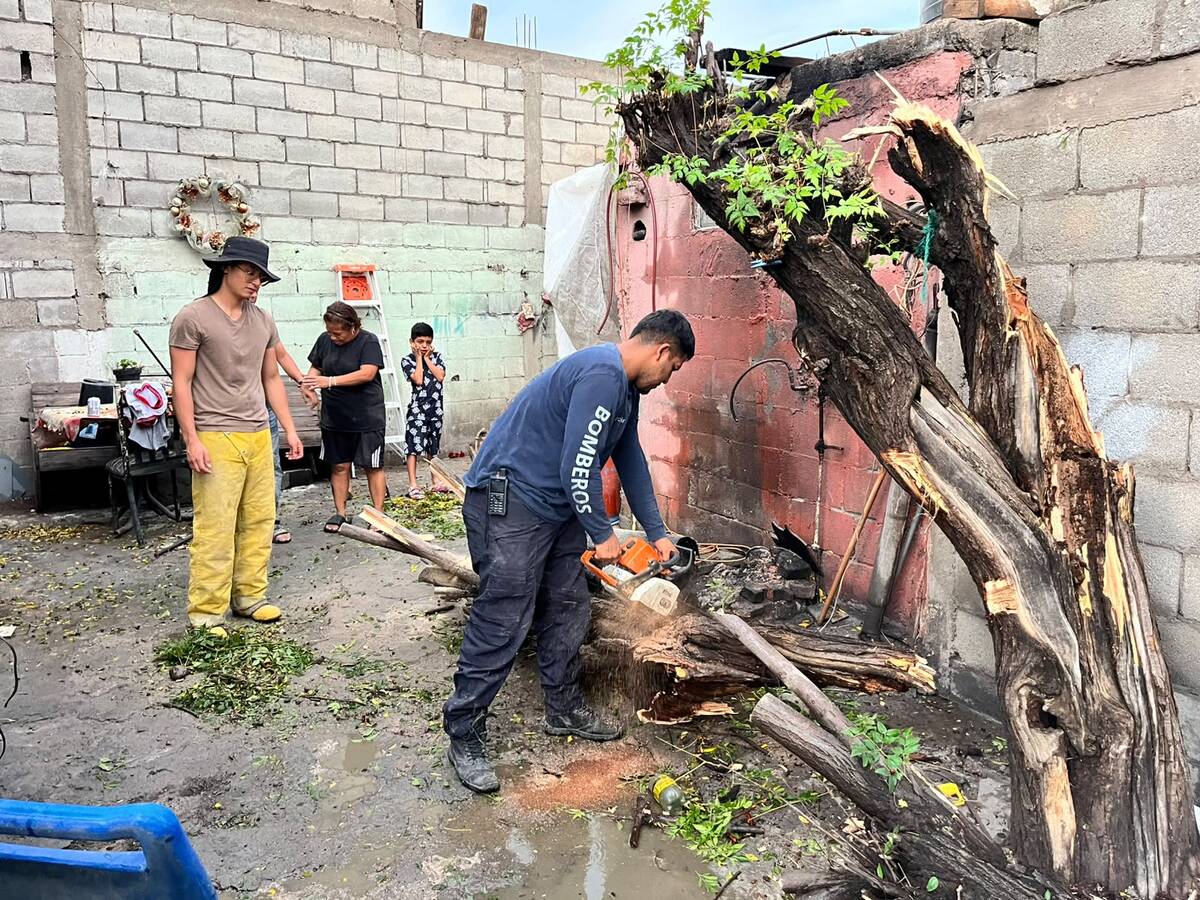 Lluvia y viento dejan árboles caídos, encharcamientos y daños en Lerdo. | Fotos: Cortesía de Protección Civil