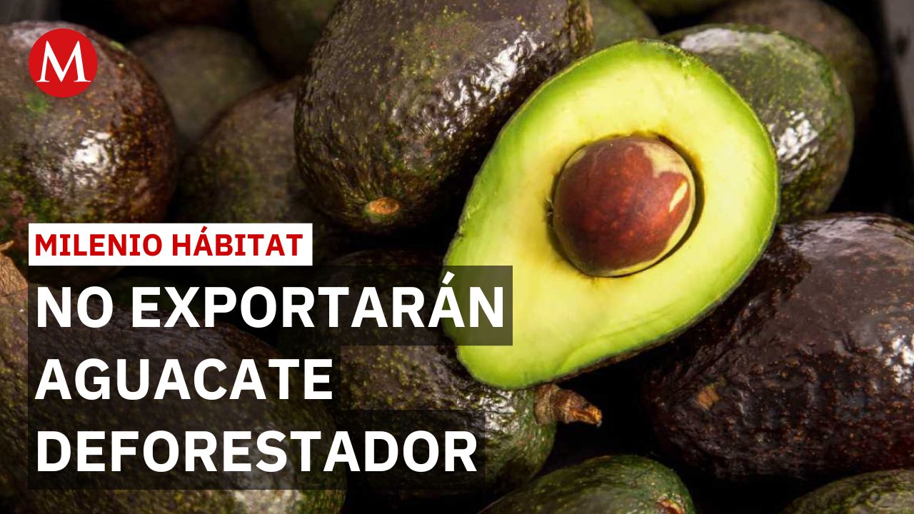 México frenará exportación de aguacate proveniente de deforestación