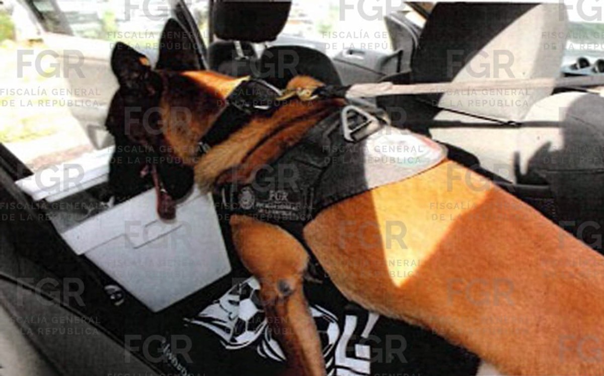 Un perro detector de drogas olfateó los estupefacientes dentro del vehículo del ahora sentenciado. | Foto: FGR