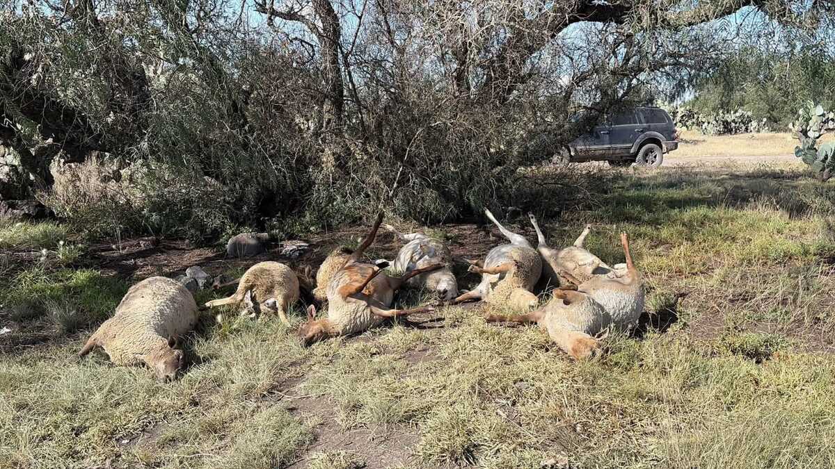 Reportan hallazgo de 22 borregos muertos en zona limítrofe de Hidalgo. (Cortesía)