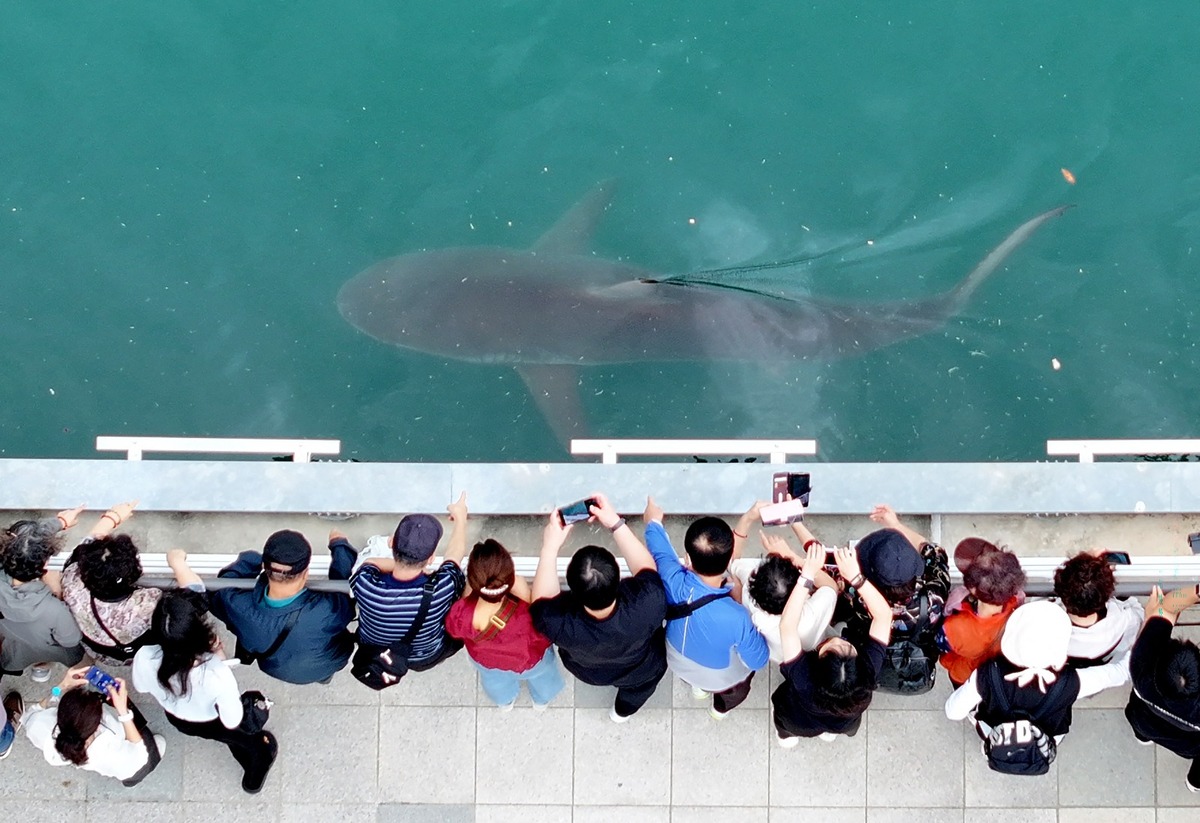 De perderse en el océano a la fama: Tiburón 'Bukhangi' se convierte en la nueva estrella de Corea del Sur | FOTOS