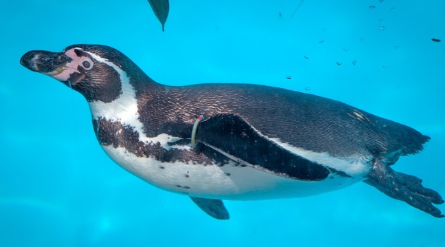 El Zoológico de León reportó la muerte de un pingüino de Humboldt. | Archivo MILENIO