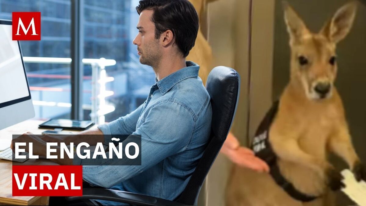 La verdad del 'canguro en el avión': El video viral que engañó a internet