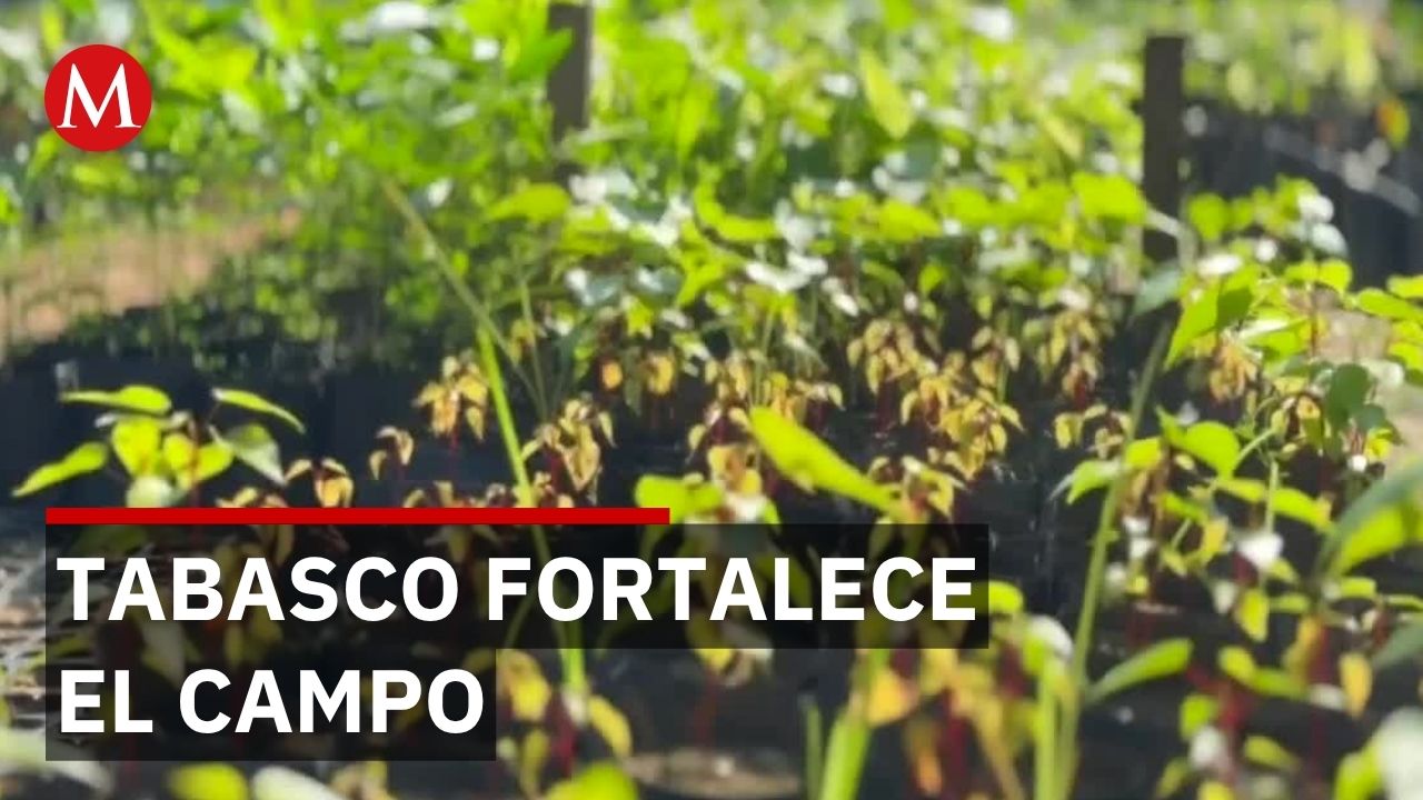 20 mil familias de Tabasco reciben apoyo directo con inversión de 200 millones anuales
