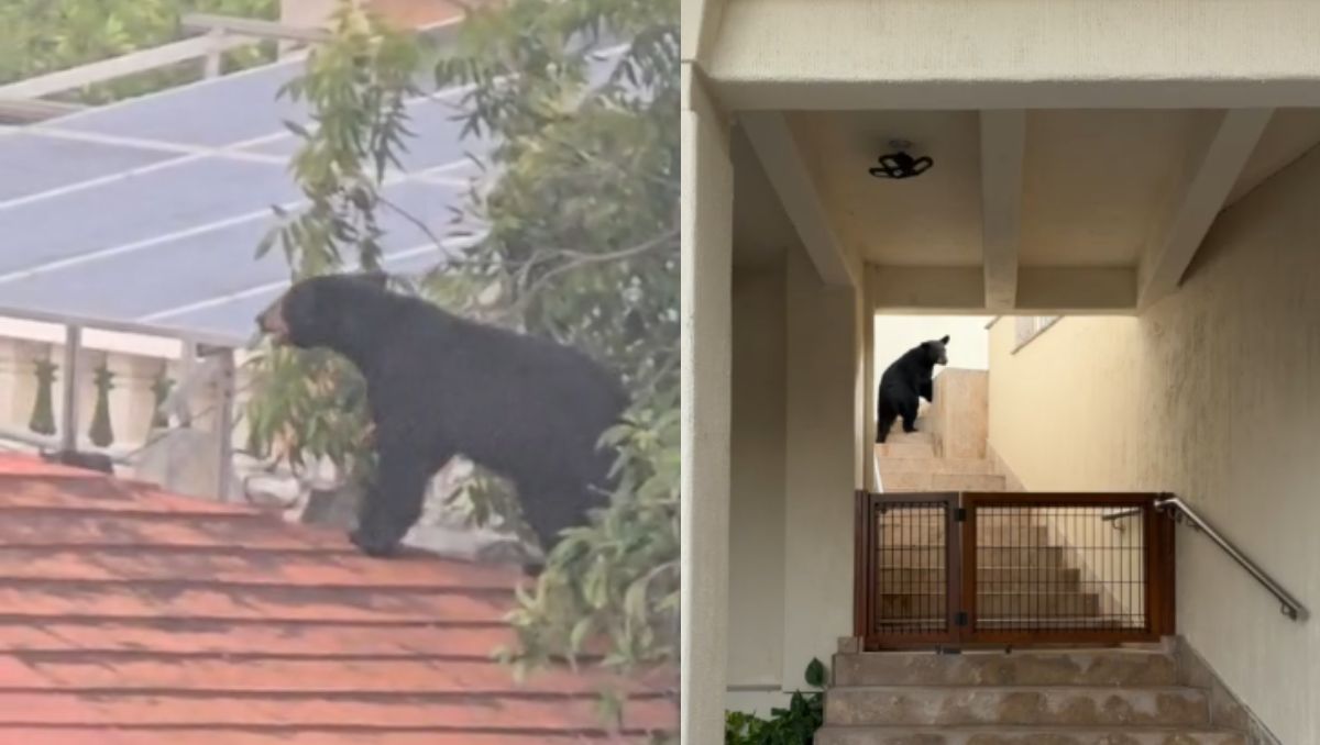 El oso fue grabado en video por el dueño de la vivienda. | Especial