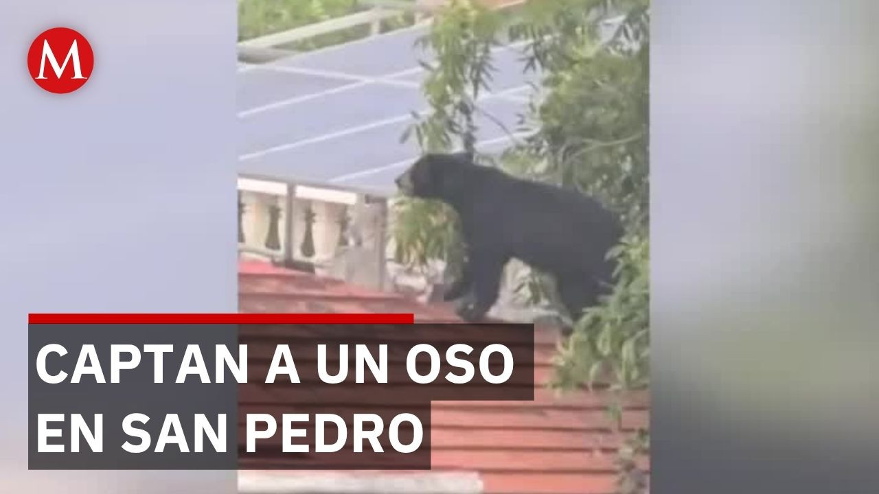 Oso negro recorre zona residencial de San Pedro Garza García en Nuevo León