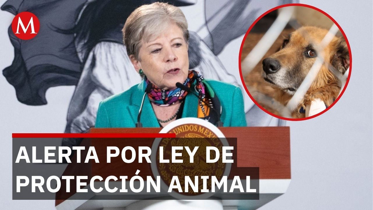 “Seres sintientes”: la histórica Ley de Protección Animal aprobada