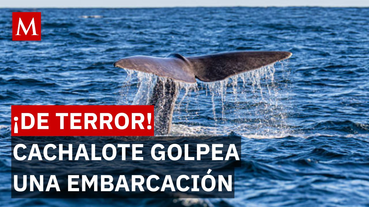 ¿Cómo sobrevivieron? Así comenzó el ataque de un cachalote al yate Tai Tam en el Pacífico