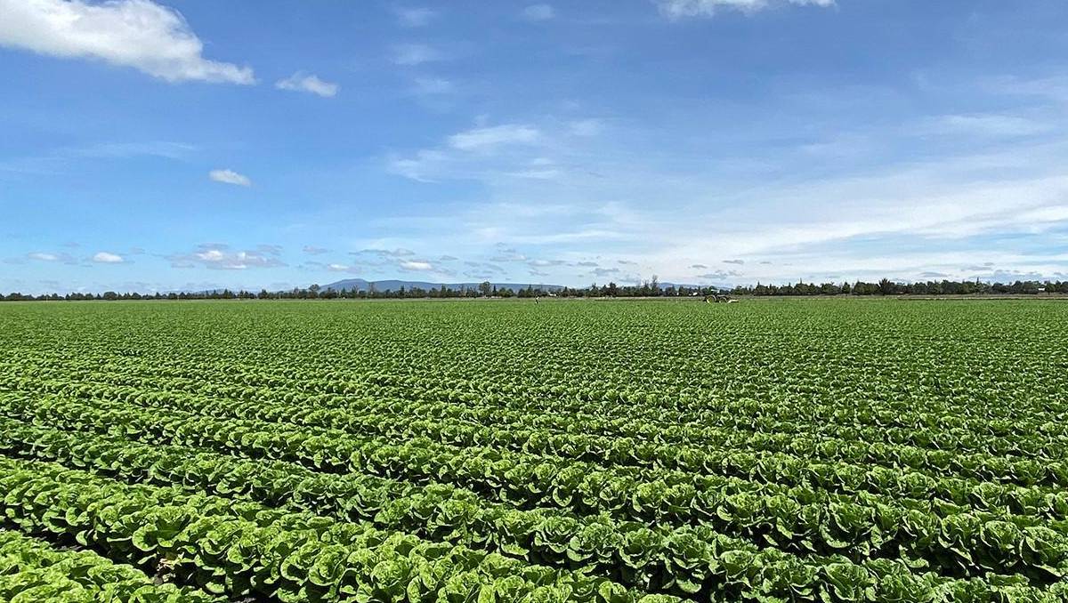 autoridades sanitarias mexicanas realizaron muestras de lechuga | Cortesía