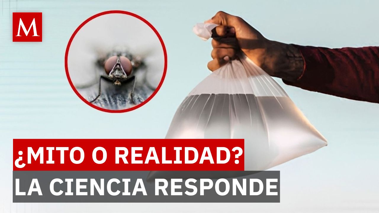 ¿Sirven las bolsas con agua?: esto descubrió la ciencia sobre cómo controlar las moscas en casa
