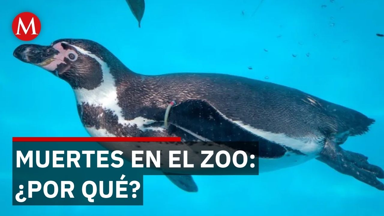 Zoológico de León pierde 2 animales en una semana mientras SEMARNAT no actúa