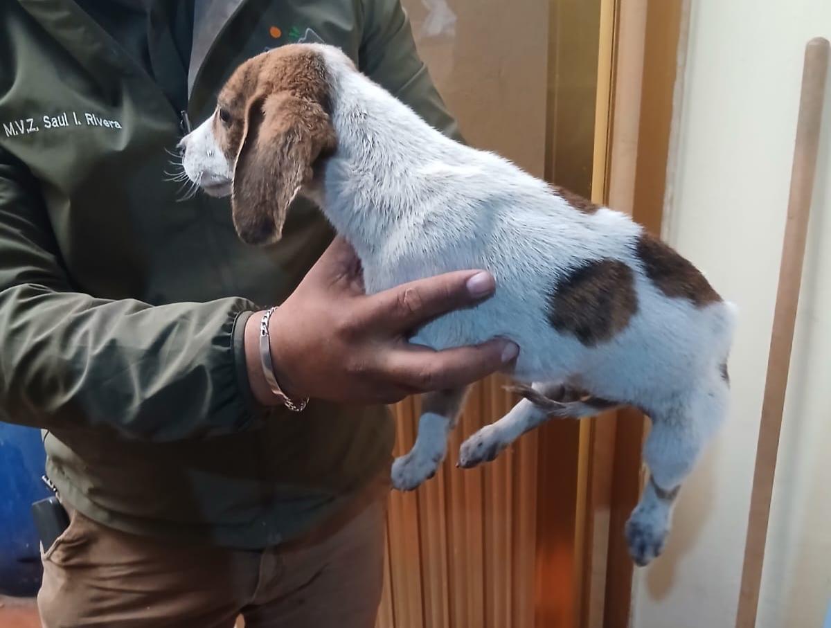 Entre las especies rescatadas había seis cachorros.