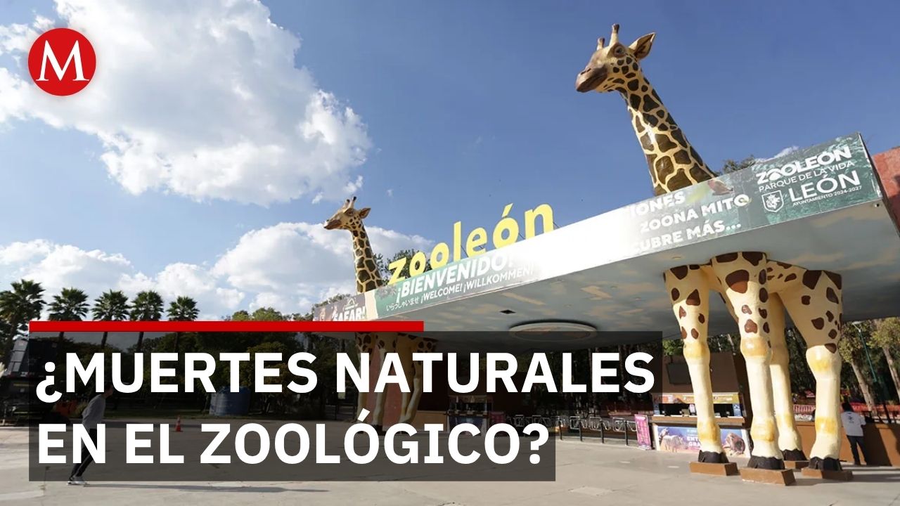 Gobierno de Guanajuato investiga muertes en zoológico de León que no serían naturales