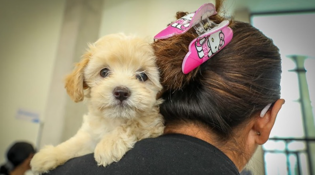 León ha registardo más de 135 mil esterilizaciones gratuitas en cinco años. | Municipio de León