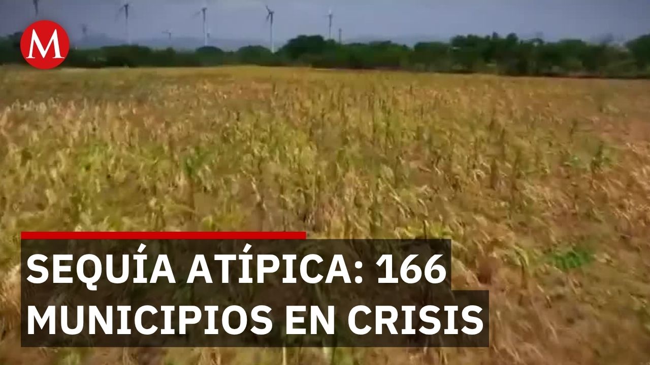 Oaxaca declara emergencia en 166 municipios por sequía atípica prolongada
