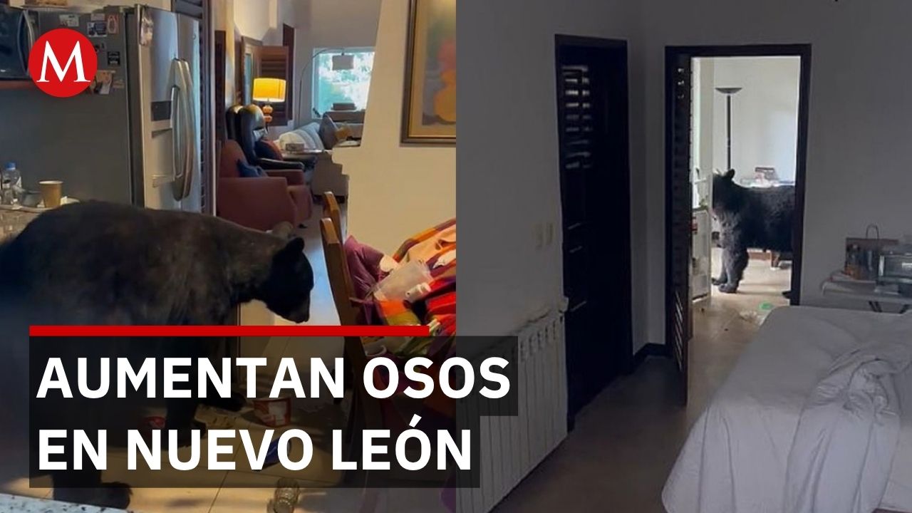 Vecinos de Olinalá contratan guardabosques tras 15 ataques de osos