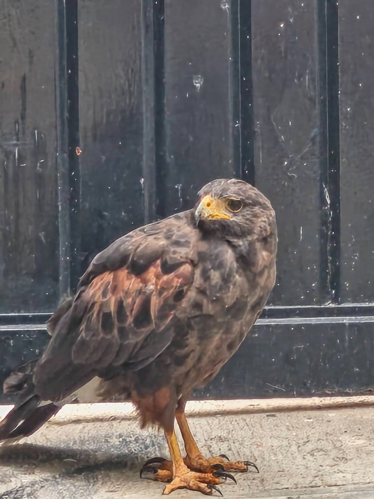Aguililla rojinegra sorprende a habitantes de La Laguna. (Alejandro Castañeda)
