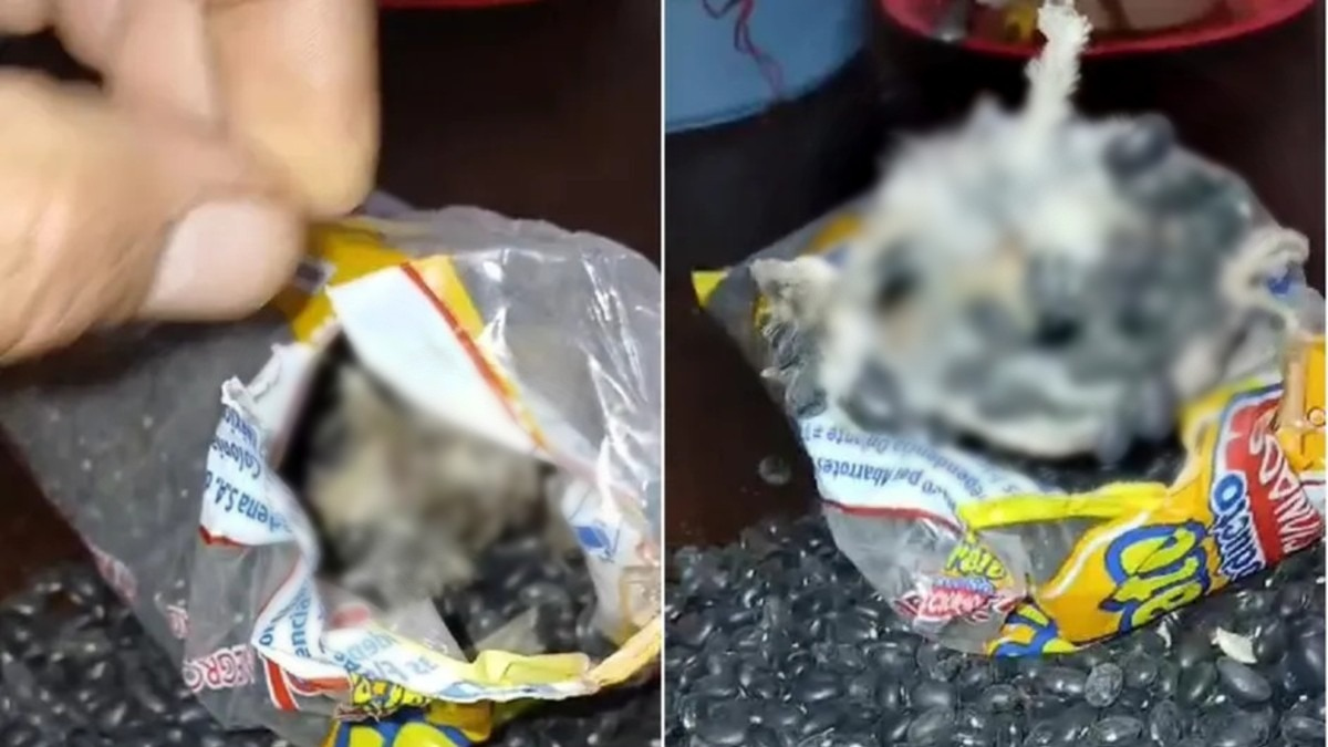 Hallan ave muerta dentro de una bolsa de frijoles en Tehuacán, Puebla | Especial
