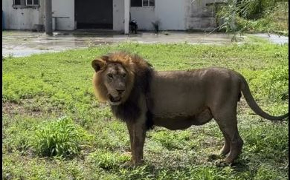 León Africano Amarillo fue localizado en el ejido Bartolina, Matamoros. | Facebook: Jesús Elías Ibarra