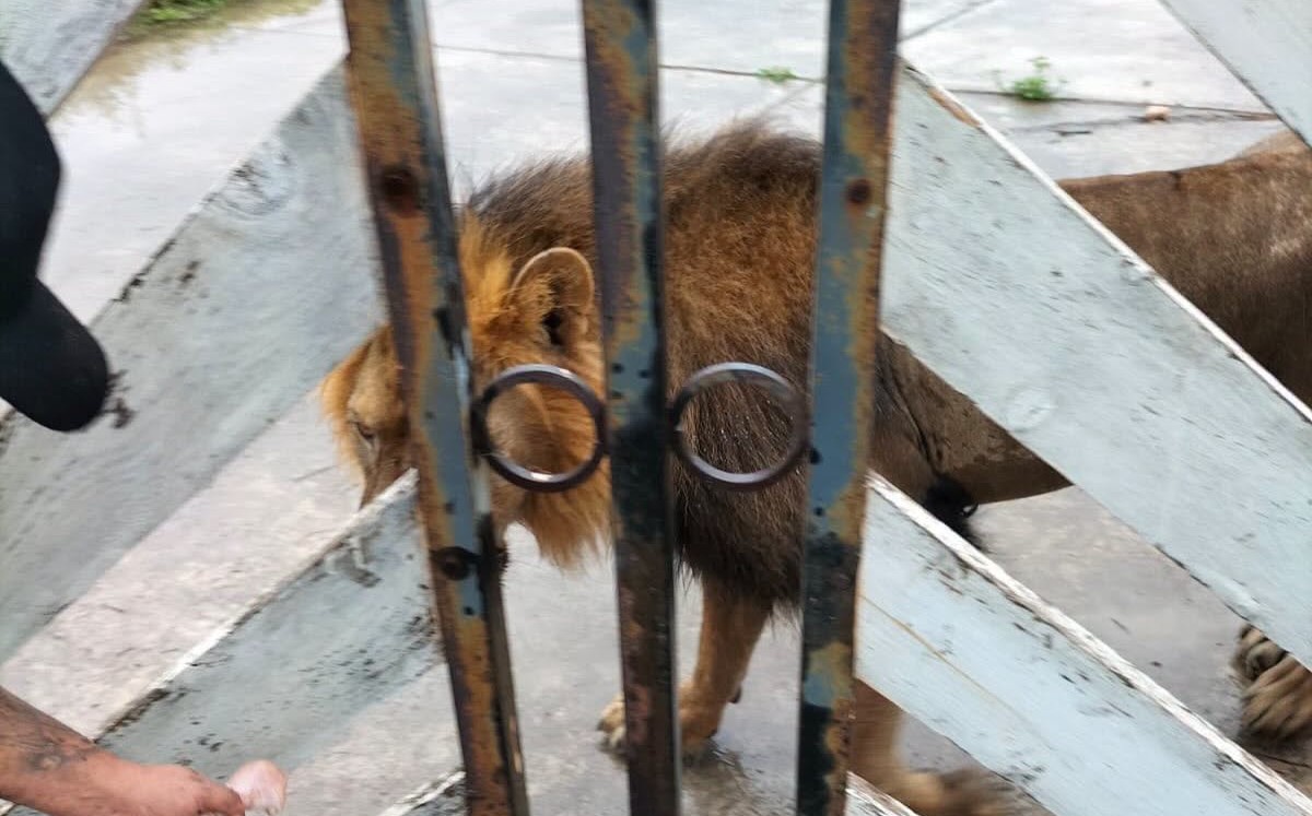 León capturado en ejido Bartolina de Matamoros, Tamaulipas. | Alcalde Beto Granados vía facebook