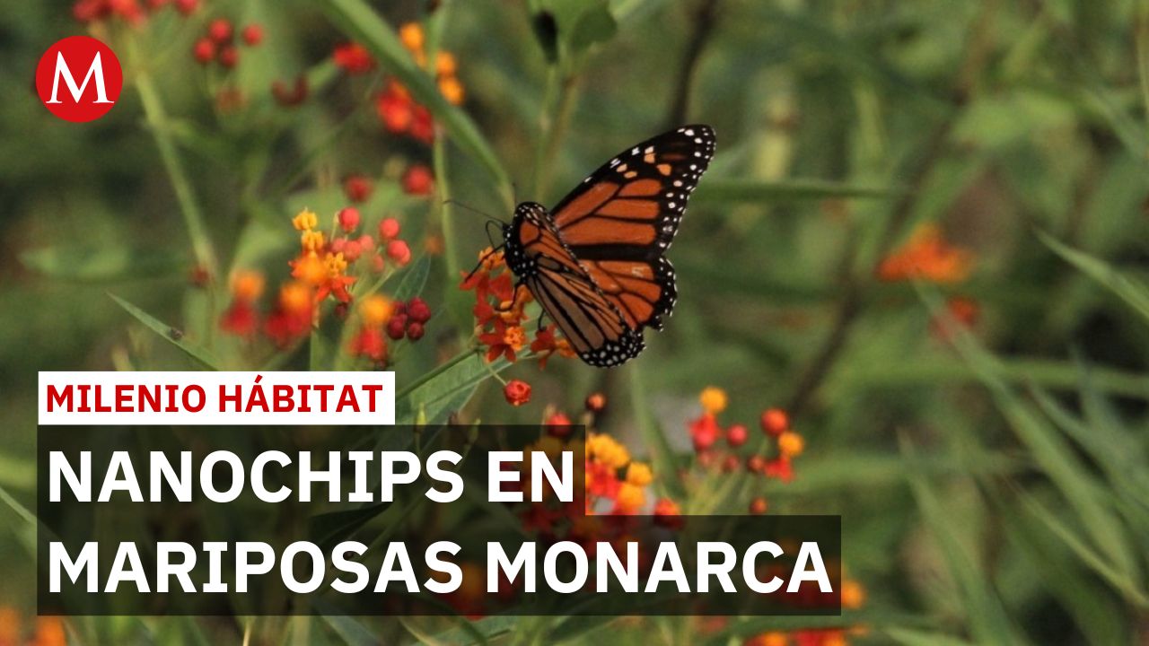 Nanochips en mariposas monarca confirman su llegada a Coahuila