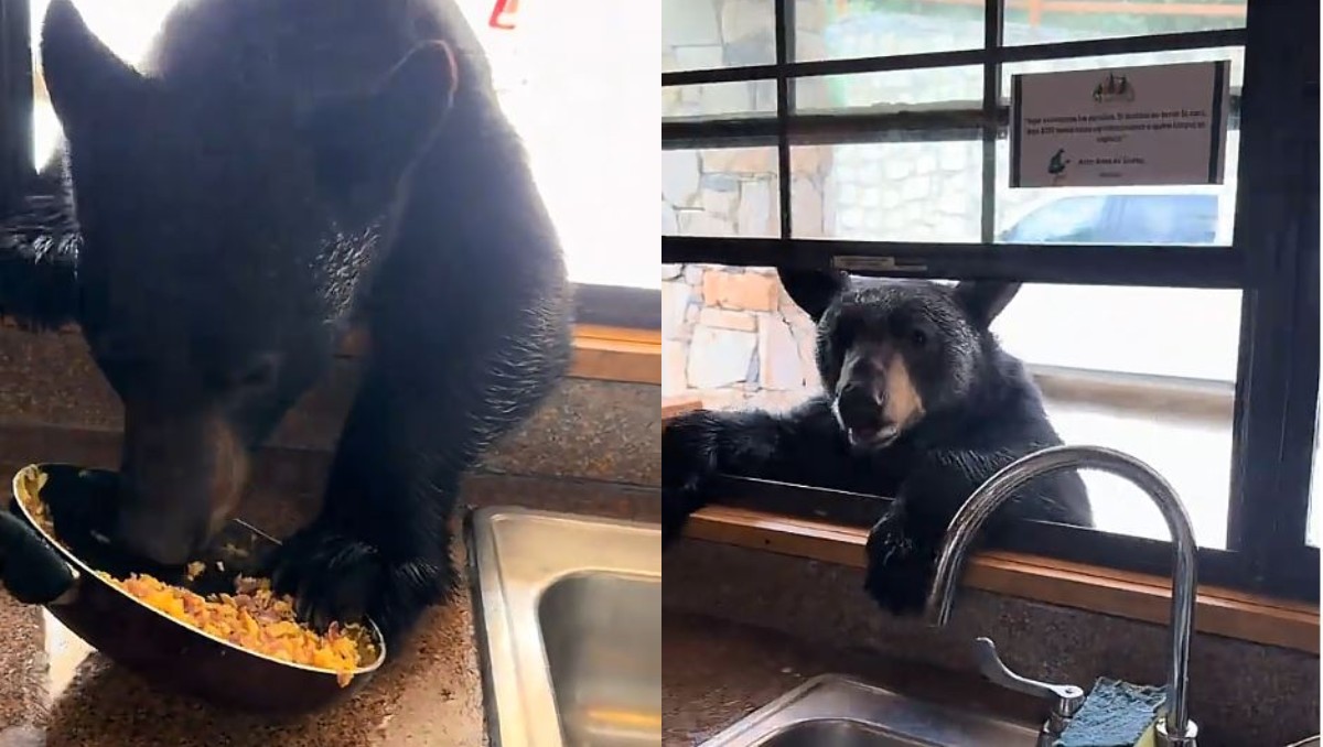 Un oso fue captado tomando comida desde la cocina de una cabaña en Coahuila. (Captura TikTok: @zitro112233)